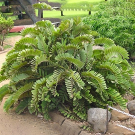 بذر سیکاس زامیا