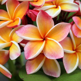 نهال پلومریا هیبرید