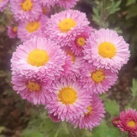 بذر گل داوودی الوان