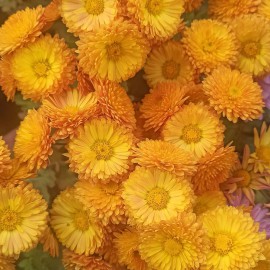 بذر گل داوودی الوان