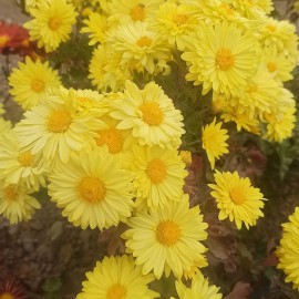 بذر گل داوودی الوان