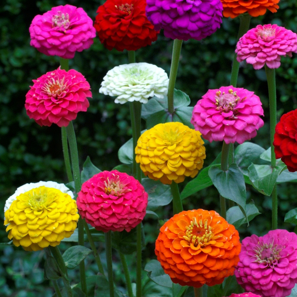 بذر گل آهار الوان