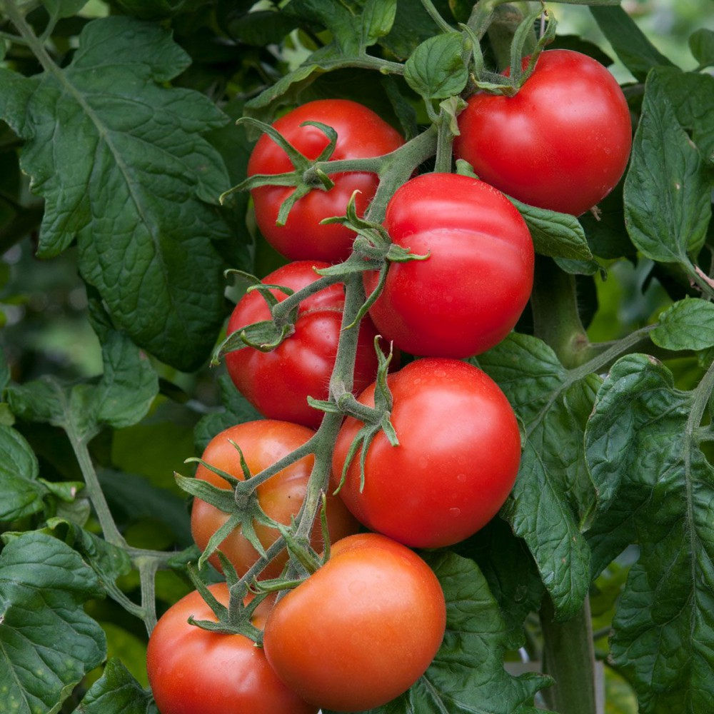 بذر گوجه فرنگی ستاره زنگوله ای ارگانیک بذر گوجه فرنگی ستاره زنگوله ای ارگانیک