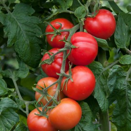 بذر گوجه فرنگی ستاره زنگوله ای ارگانیک