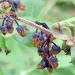 بیماری سوختگی ساقه در بلوبری