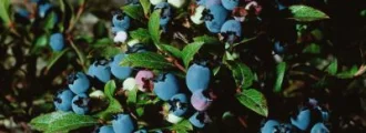 کاشت بلوبری خفته ریشه باز