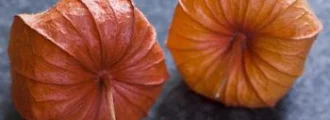 مراقبت ازگیاه عروسک پشت پرده ژاپنی (لانترن)