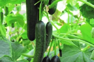 گیاه شناسی خیار