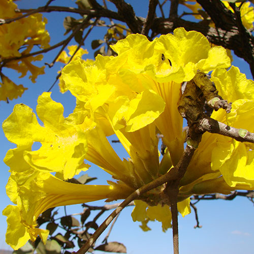 درخت شیپور کارائیب
