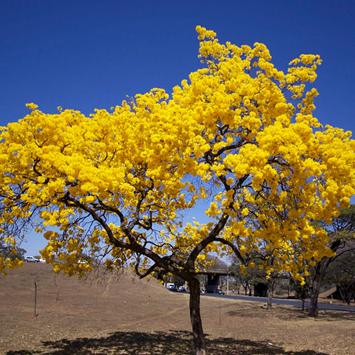 درخت شیپور کارائیب