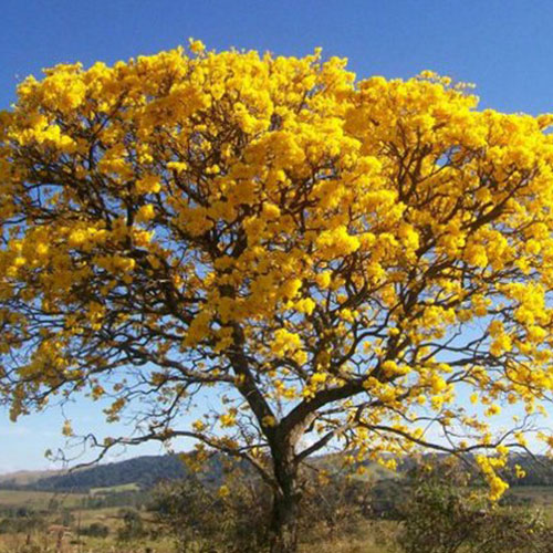 درخت گل شیپوری Tabebuia-chrysotricha