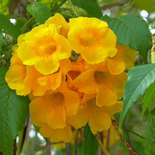 گل Tabebuia-chrysotricha