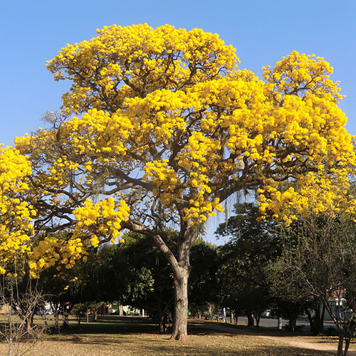 درخت گل شیپوری Tabebuia-chrysotricha
