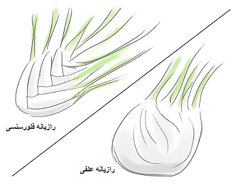 انواع رازیانه