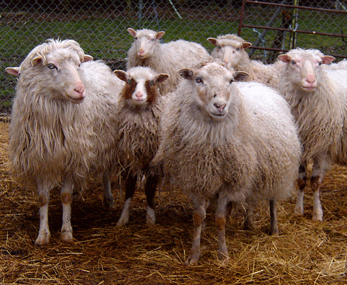 کمپوست سازی از کود گوسفند