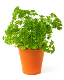 https://www.bazram.com/image/catalog/article/article10/parsley-plant.jpg