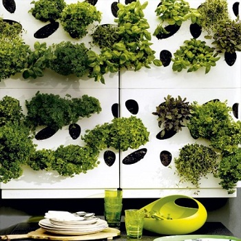 ایده های نگه داری سبزیجات در خانه
