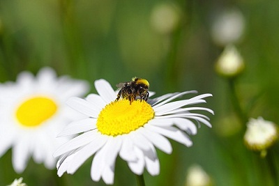 گل های مناسب برای کاشت در گلدان