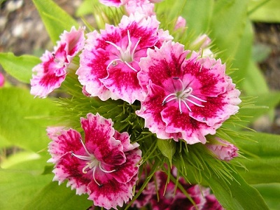 گل های مناسب برای کاشت در گلدان