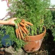کاشت هویج در گلدان