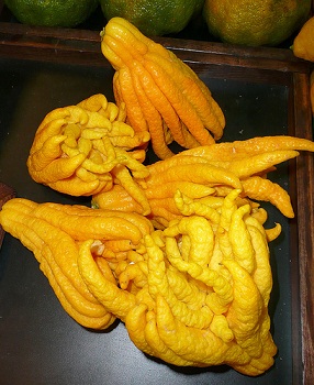 میوه دست بودا (Buddha’s Hand)