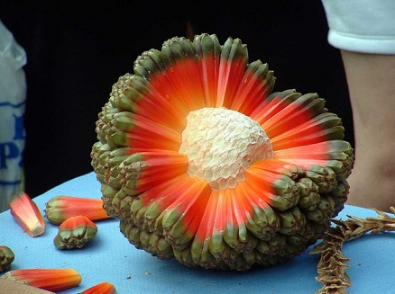 میوه هلا (Hala Fruit)