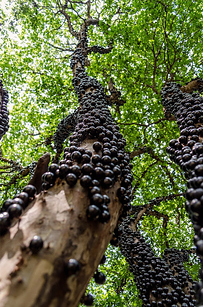 میوه جابوتی کابا یا انگور برزیلی (Jabuticaba)