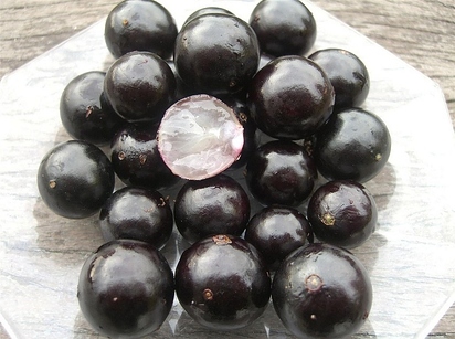 میوه جابوتی کابا یا انگور برزیلی (Jabuticaba)