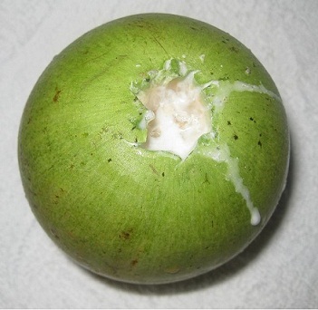  Star Apple یا  Breast Milk Fruit