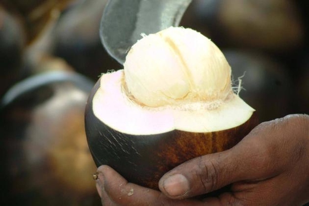 میوه پالمیرا (Palmyra Fruit)