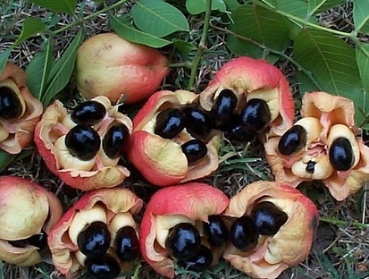 میوه آکی (akee)