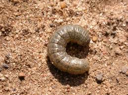 کرم طوقه(Cutworms)