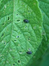 سوسک های ککی گوجه فرنگی (flea Beetles) 