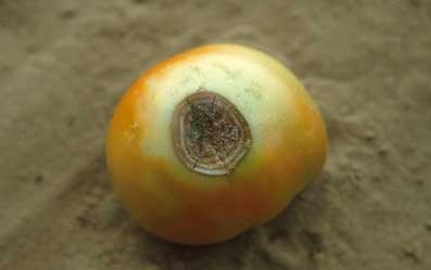 پوسیدگی گوجه با قارچ Rhizoctonia 