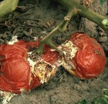 پوسیدگی گوجه با قارچ Rhizoctonia 