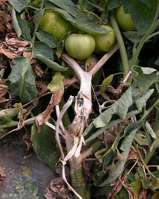 پوسیدگی گوجه فرنگی با قارچ Sclerotinia 