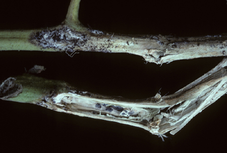 پوسیدگی گوجه فرنگی با قارچ Sclerotinia 