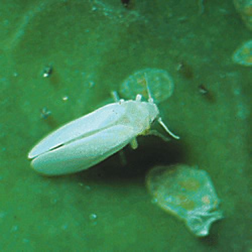 مگس سفید (Silverleaf whitefly)