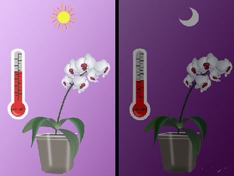 دمای مناسب برای گل ارکیده