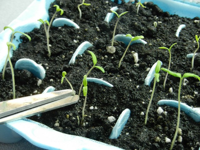 حذف یکی از گیاهان گوجه فرنگی در سینی نشا