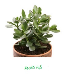 گیاهان پاک کننده هوا