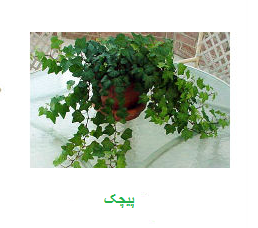 گیاهان پاک کننده هوا