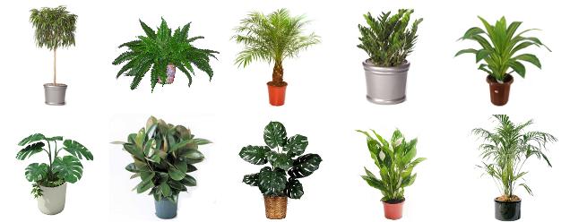 گیاهان پاک کننده هوا