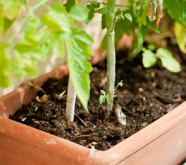 انتخاب خاک مناسب برای کاشت گیاه