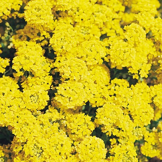 گل Alyssum