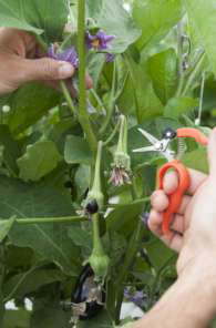 پرورش بادمجان گلخانه ای