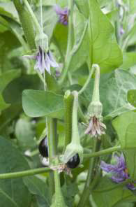 پرورش بادمجان گلخانه ای