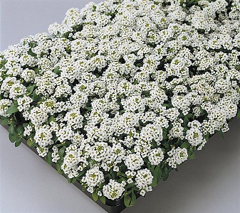 گل Alyssum