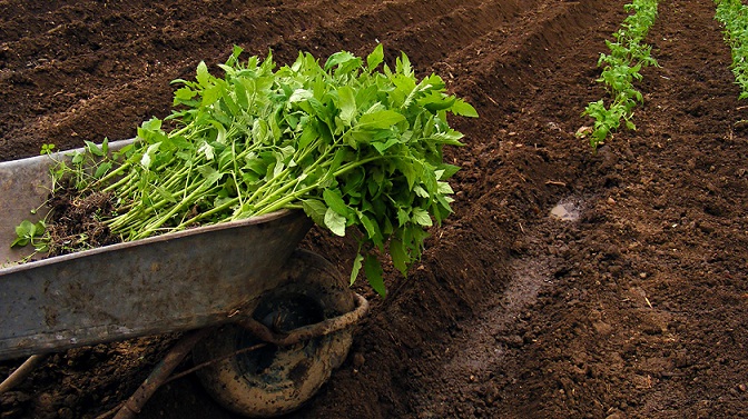 کاشت نهال گوجه فرنگی