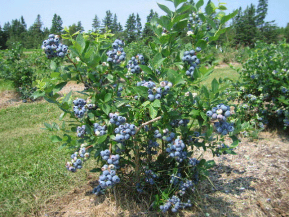 درختچه بلوبری